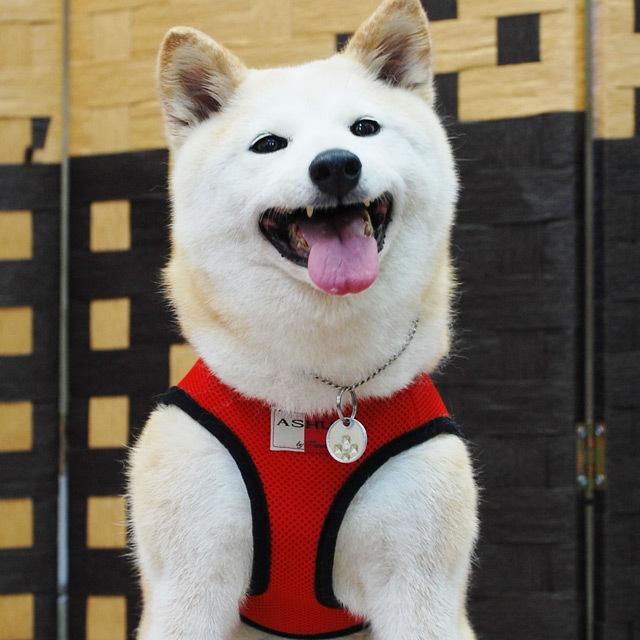 犬 ハーネス ASHUウェアハーネス＆リードセット Lサイズ | ASHU | 12