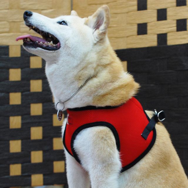 犬 ハーネス ASHUウェアハーネス＆リードセット Lサイズ | ASHU | 13