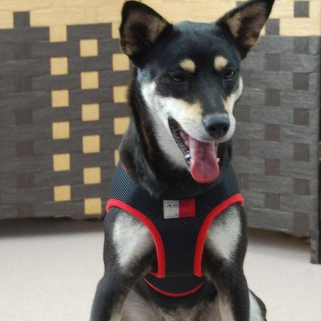 犬 ハーネス ASHUウェアハーネス＆リードセット LLサイズの画像