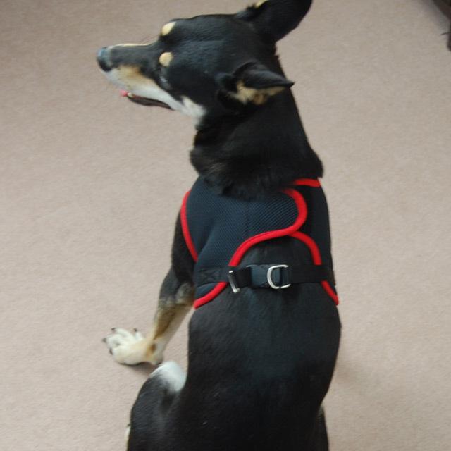 犬 ハーネス ASHUウェアハーネス＆リードセット LLサイズの画像