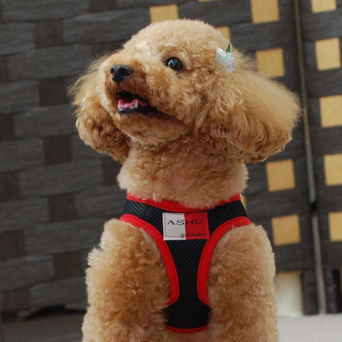 犬 ハーネス ASHUウェアハーネス＆リードセット Mサイズ | ASHU | 12