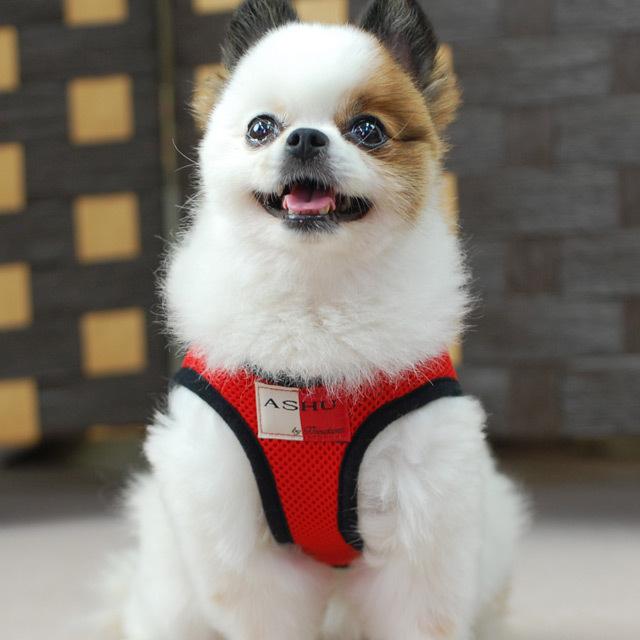 犬 ハーネス ASHUウェアハーネス＆リードセット Sサイズ 犬 リード | ASHU | 12