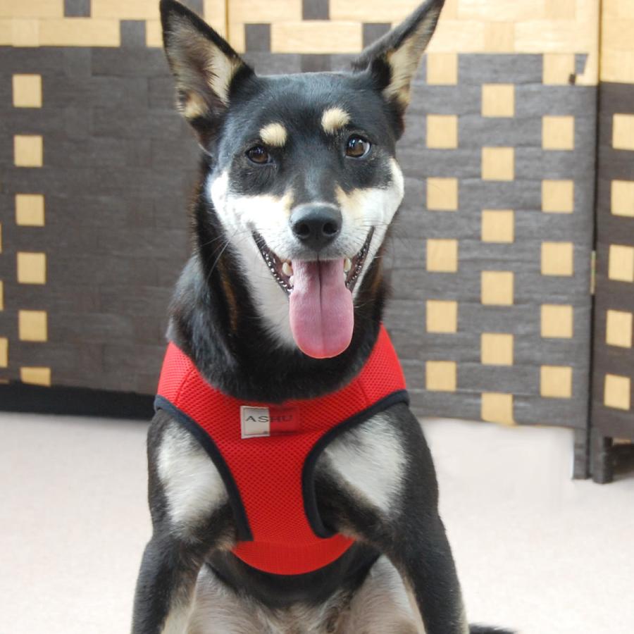 犬 ハーネス ASHUウェアハーネス＆リードセット XLサイズの画像