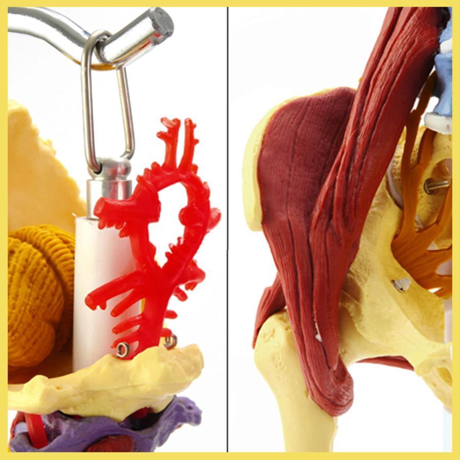 1：1等身大のリアルな脊椎モデル 多機能筋肉腰椎脊椎 教育のための神経骨格 腰椎骨盤模型大腿骨可動 解剖学的に柔軟医学生 フックとスタンド付き 骨盤 椎骨動脈