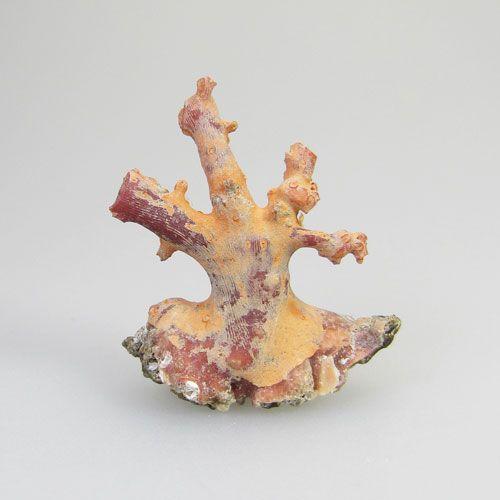 珊瑚 置物 原木 鑑別書付き ケース付き 送料込み