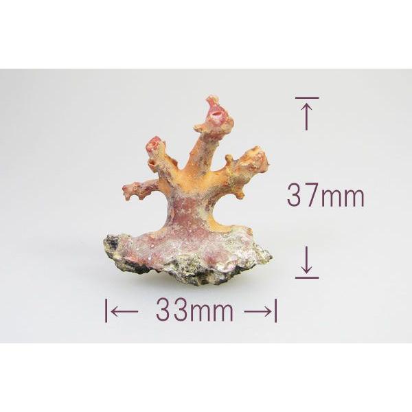 国産 珊瑚 原木 天然珊瑚原木 高知県沖産 鑑別書付き 【公式通販】