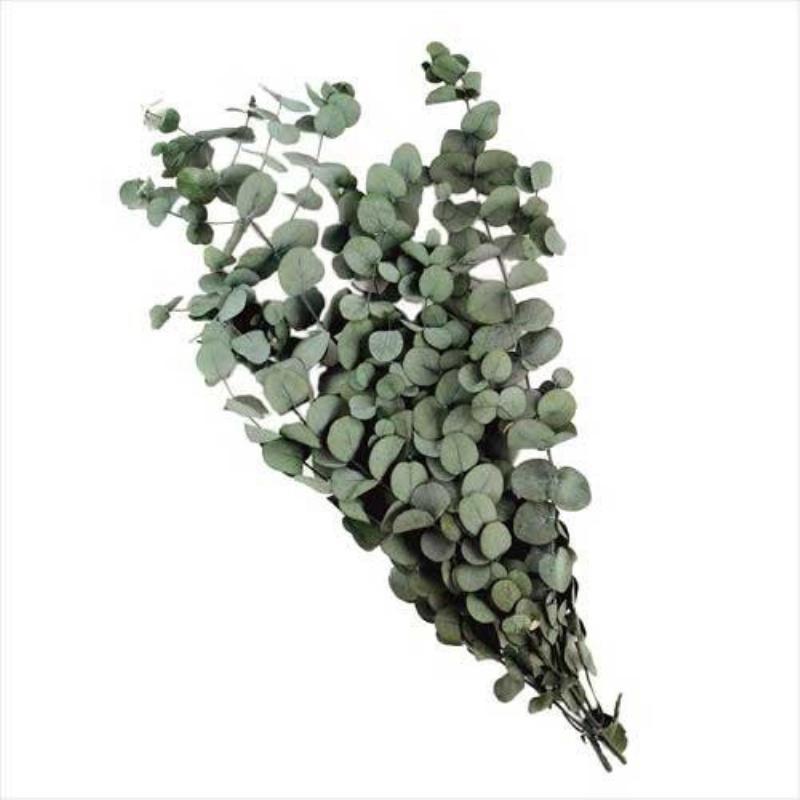 Florever フロールエバー ユーカリ シネレア 1束 約100g グリーン Fl870 800 コムロード 通販 Paypayモール