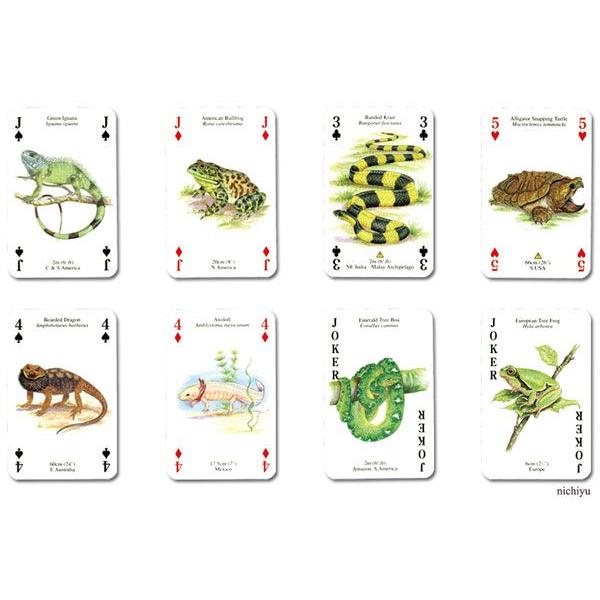 世界最大のワニから極小の毒カエルまで レプタイルズ アンフィビアン P0019 Heritage オンライン 通販 Yahoo ショッピング