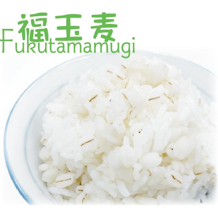 送料別 大麦 押麦 国産 福玉麦 800g 北海道&沖縄送料1520円 : ハーベストシーズン - 通販 - Yahoo!ショッピング