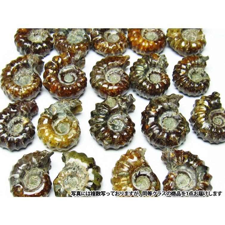 パワーストーン 天然石 アンモナイト化石 m407-1 : H.S.K STONE - 通販