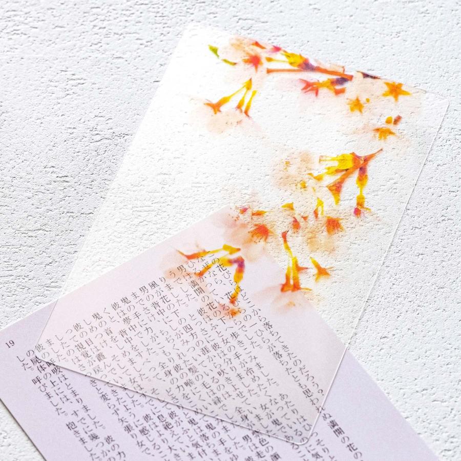 Photo & focus 透明写真栞 |  | 14