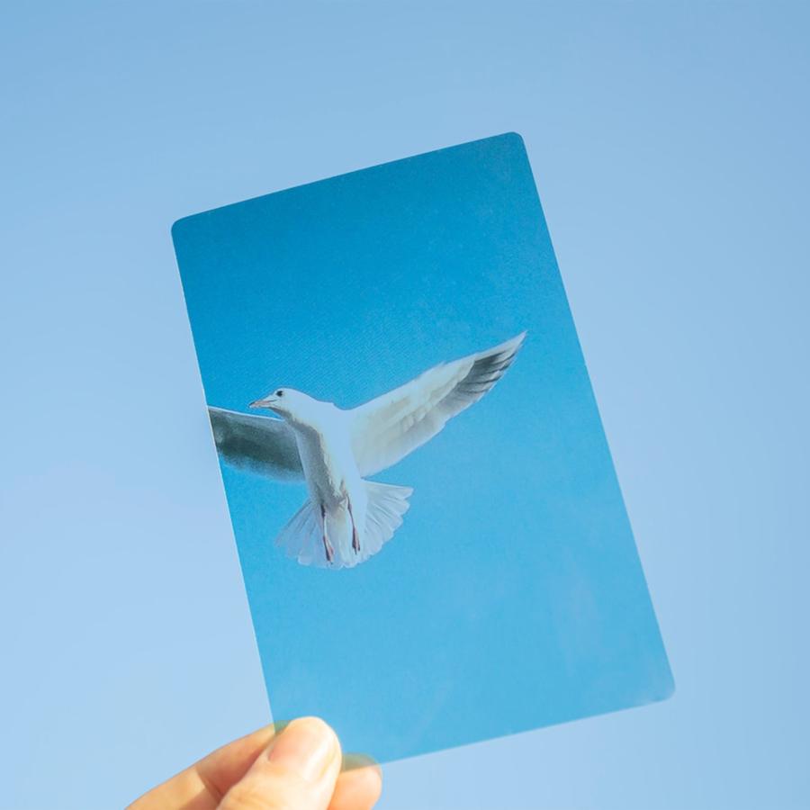 Photo & focus 透明写真栞 |  | 15