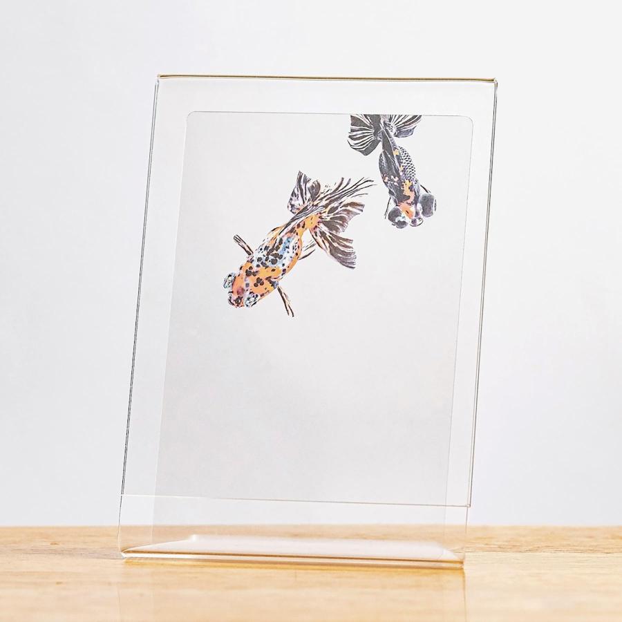 Photo & focus 透明写真栞 |  | 17
