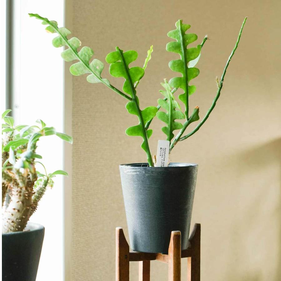 プランター 鉢 植木鉢 3号 4号 amabro ART STONE（SSS） アートストーン インテリア 植物 軽量　鉢植え 花 栽培 ギフト かわいい おしゃれ ガーデニング | amabro | 11