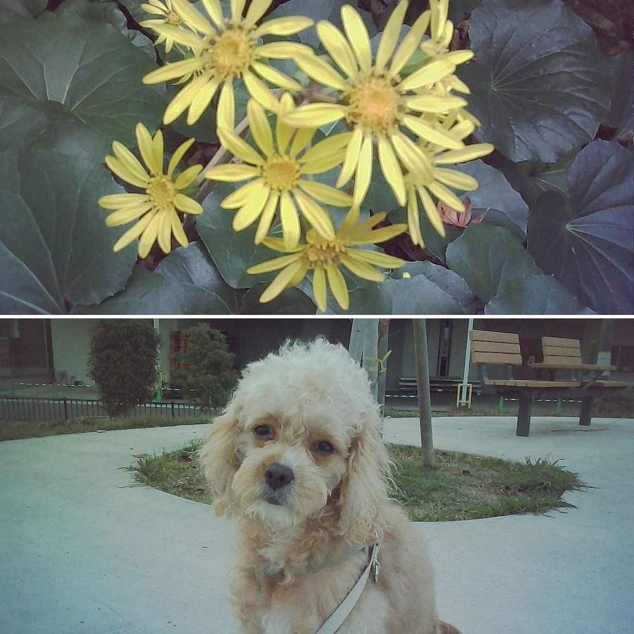 Opt! オプト OPT100 Neo Film ネオフィルム フィルム型 デジタルカメラ デジタルミニカメラ ミニデジカメ トイカメラ レトロ画質 超小型 軽量 コンパクト |  | 19