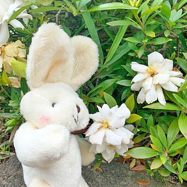 ぬいぐるみ 人形 キーホルダー キーチェーン ふわもこ くま うさぎ 