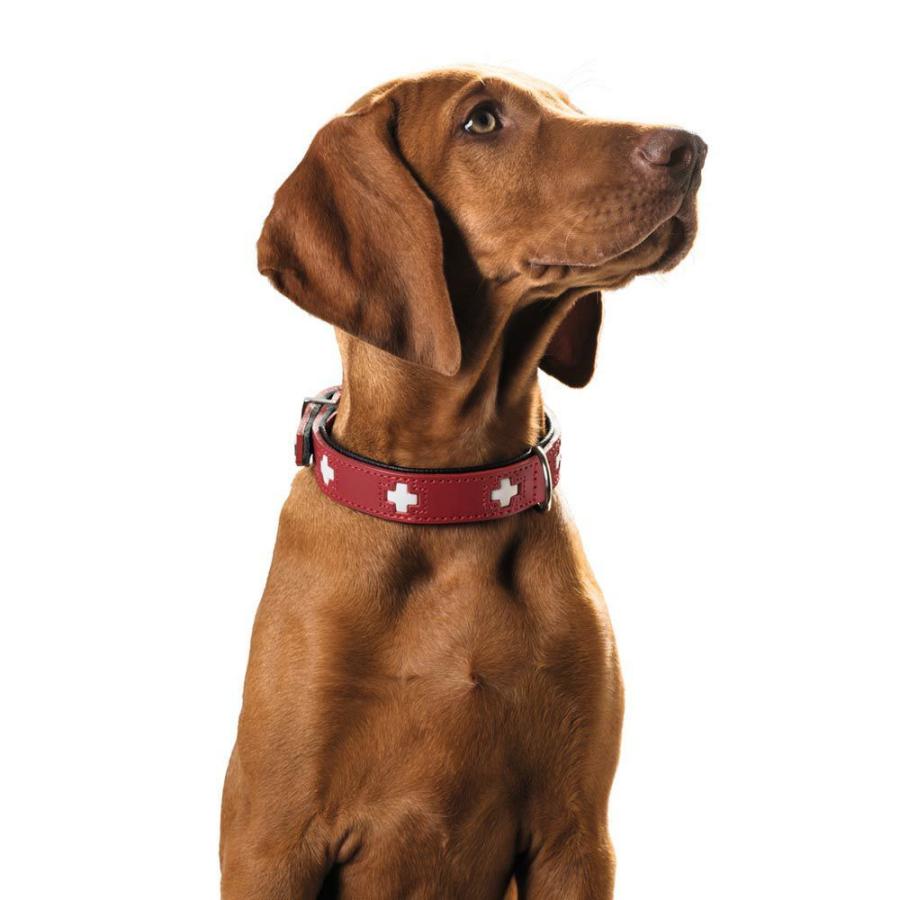 HUNTER（ハンター） 犬用 首輪 オーガニックレザー スイス 37 小型犬