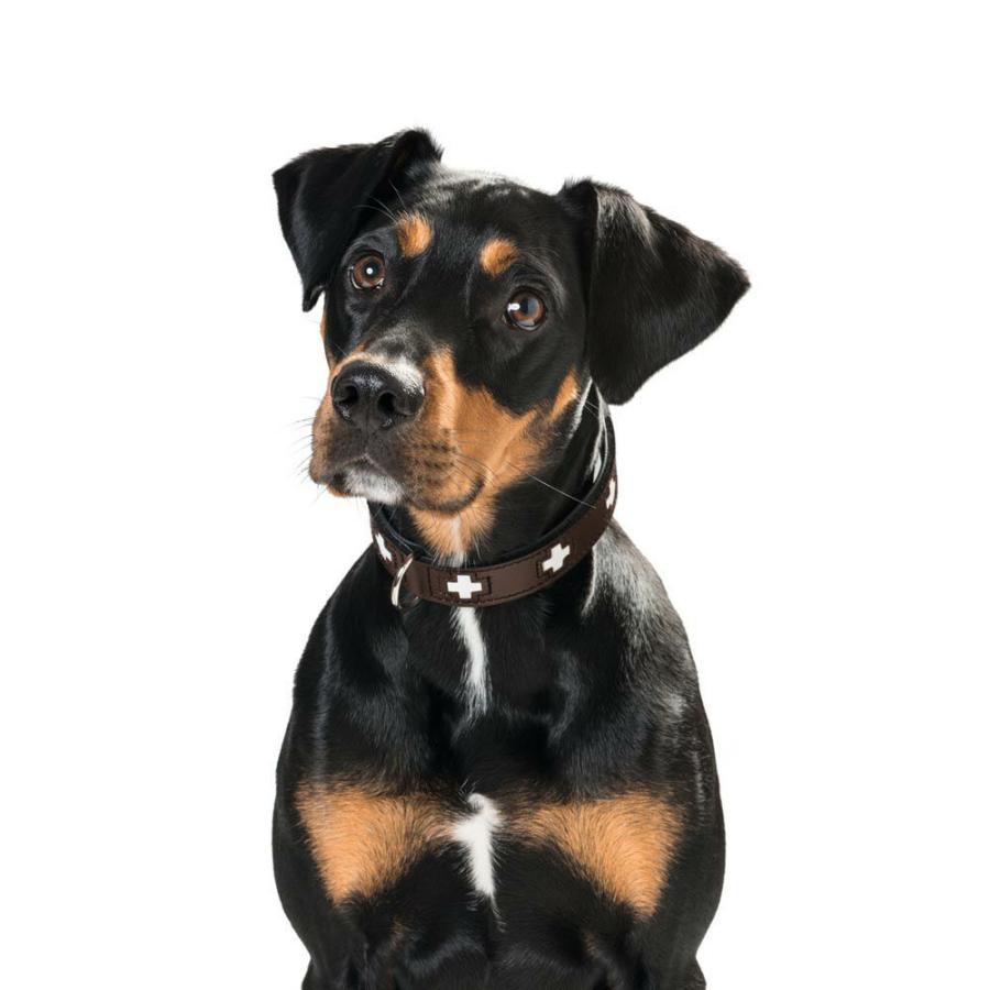 HUNTER（ハンター） 犬用 首輪 オーガニックレザー スイス 37 小型犬