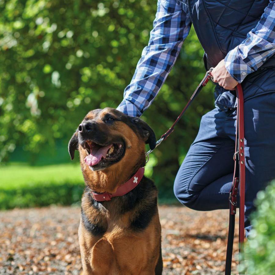 HUNTER（ハンター） 犬用 首輪 オーガニックレザー スイス 42 小型犬