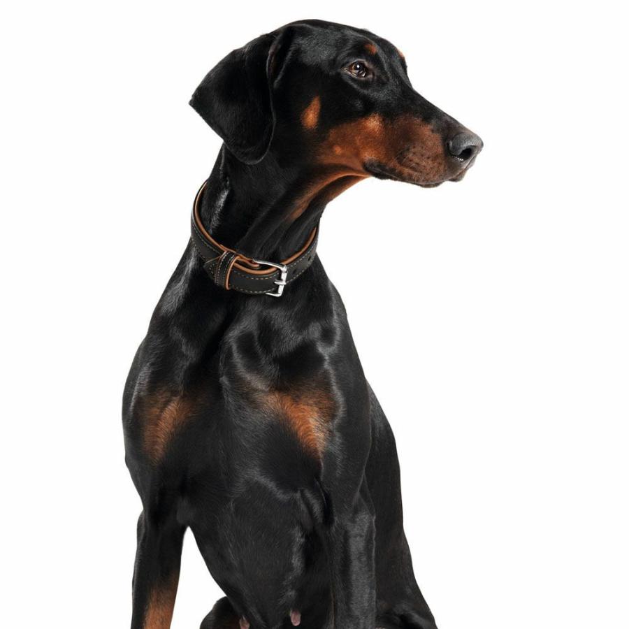 ハンター 犬用 首輪 エルクレザー カナディアン 55 *一部製造終了 中型犬 大型犬 本革 ドイツ製 エルクレザー