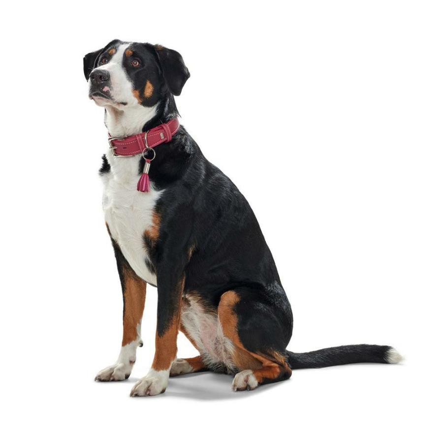 HUNTER（ハンター） 犬用 首輪 カーフレザー カンヌ 70 大型犬 本革