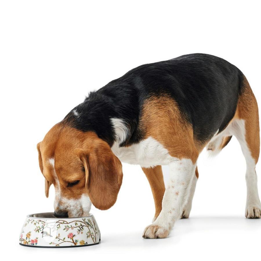 おすすめ ハンター 犬用 猫用 食器 メラミンボウル モガミ 350ml フードボウル ウォーター 餌入れ 水 ドイツブランド My Fmcsc Org