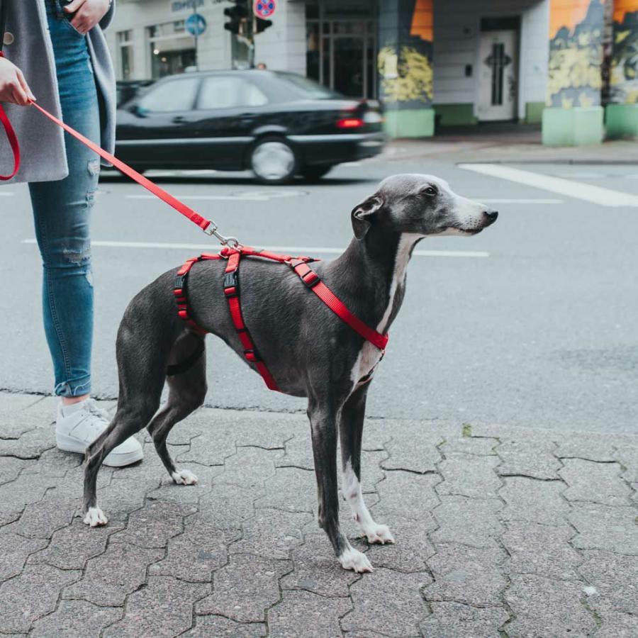 HUNTER（ハンター） 犬用 パニックハーネス 脱走防止ハーネス S-M 中型
