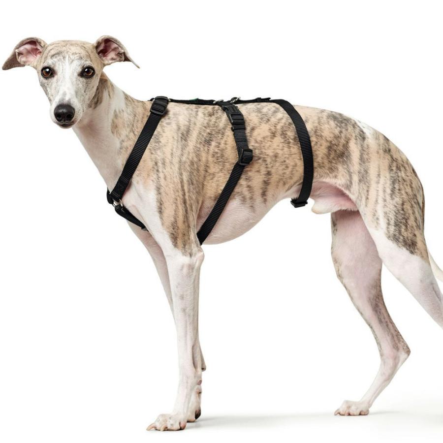 ハンター 犬用 パニックハーネス 脱走防止ハーネス S-M 中型犬 ドイツブランド 抜けにくい 抜けない グレーハウンド ハウンドの画像