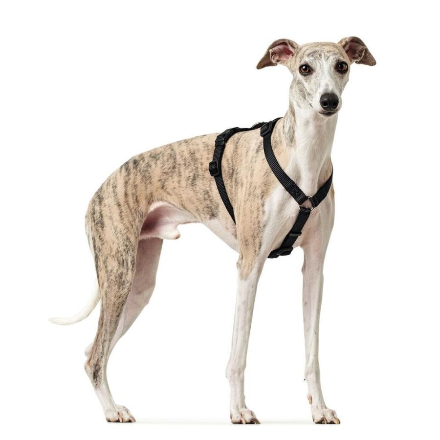ハンター 犬用 パニックハーネス 脱走防止ハーネス S-M 中型犬 ドイツブランド 抜けにくい 抜けない グレーハウンド ハウンドの画像
