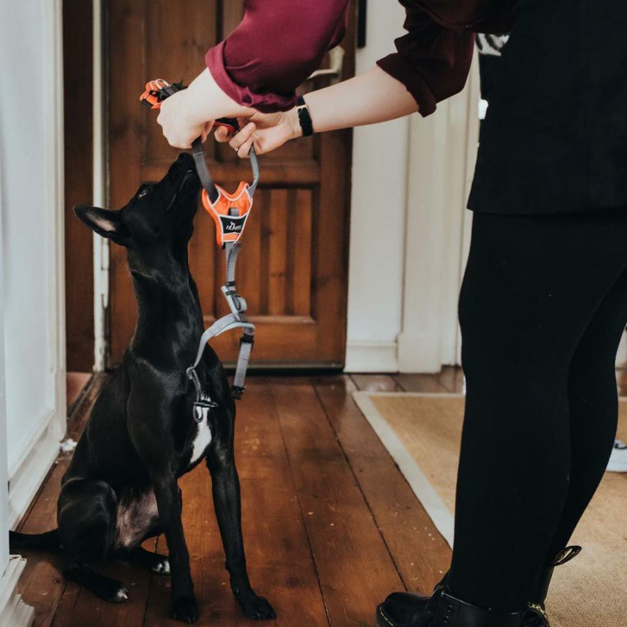 HUNTER（ハンター） 犬用 ハーネス ディヴォ 34-47/XS 超小型犬 小型犬