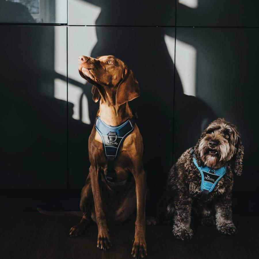 HUNTER（ハンター） 犬用 ハーネス ディヴォ 52-68/S-M 中型犬 反射材