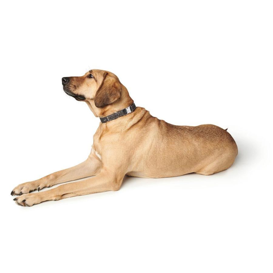 格安saleスタート たらこ1 0kg 1本物 明太子1 0kg ふるさと納税 魚卵 F4f 0501 Qdtek Vn