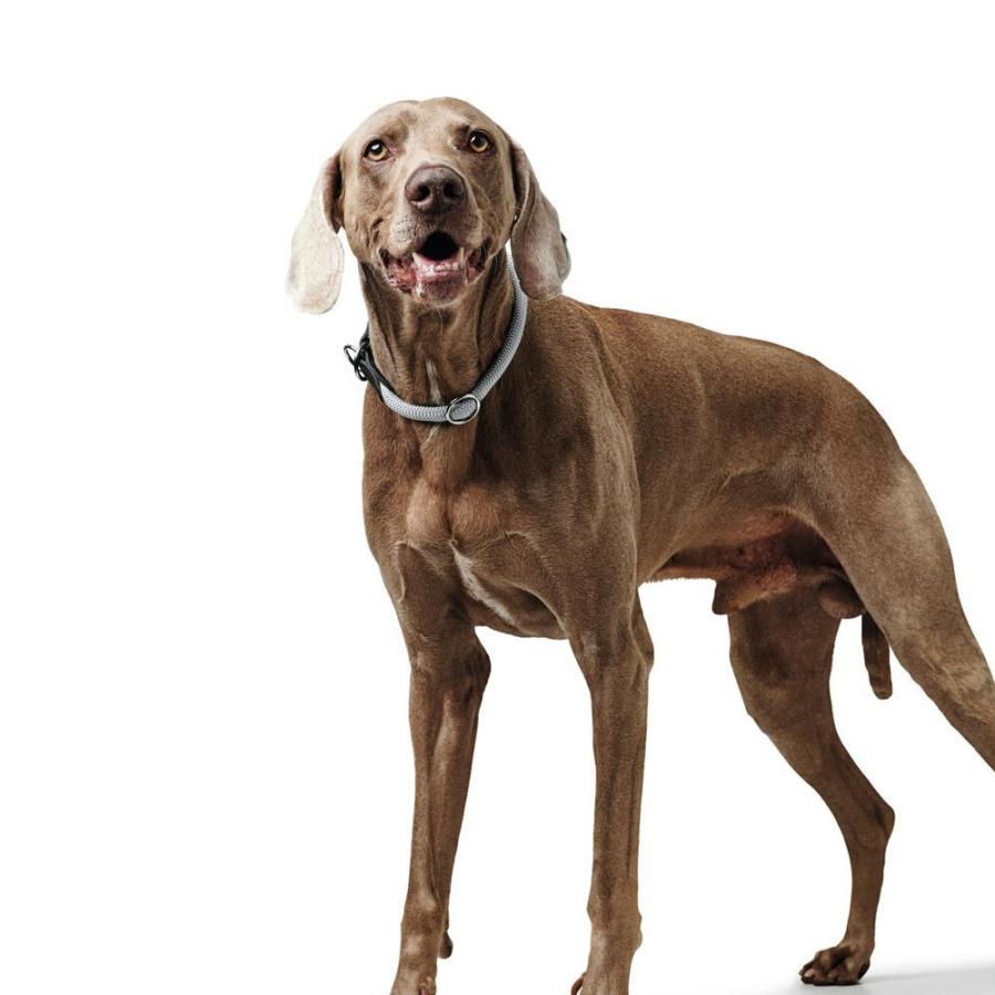 ハンター 犬用 首輪 トレーニングカラー エイビー フリースタイル 45/M 中型犬 ハーフチョーク ドイツブランド|hunterjapan|08