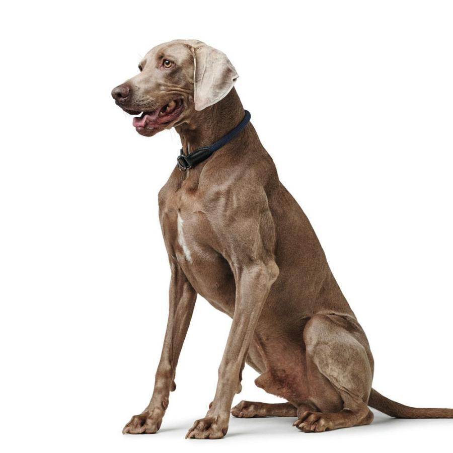 ハンター 犬用 首輪 トレーニングカラー エイビー フリースタイル 45/M 中型犬 ハーフチョーク ドイツブランド|hunterjapan|07