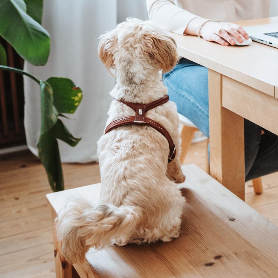 ハンター 犬用 ハーネス カナディアン アップ ラウンド＆ソフト 45-51/S/2 小型犬 本革 ドイツ製_17