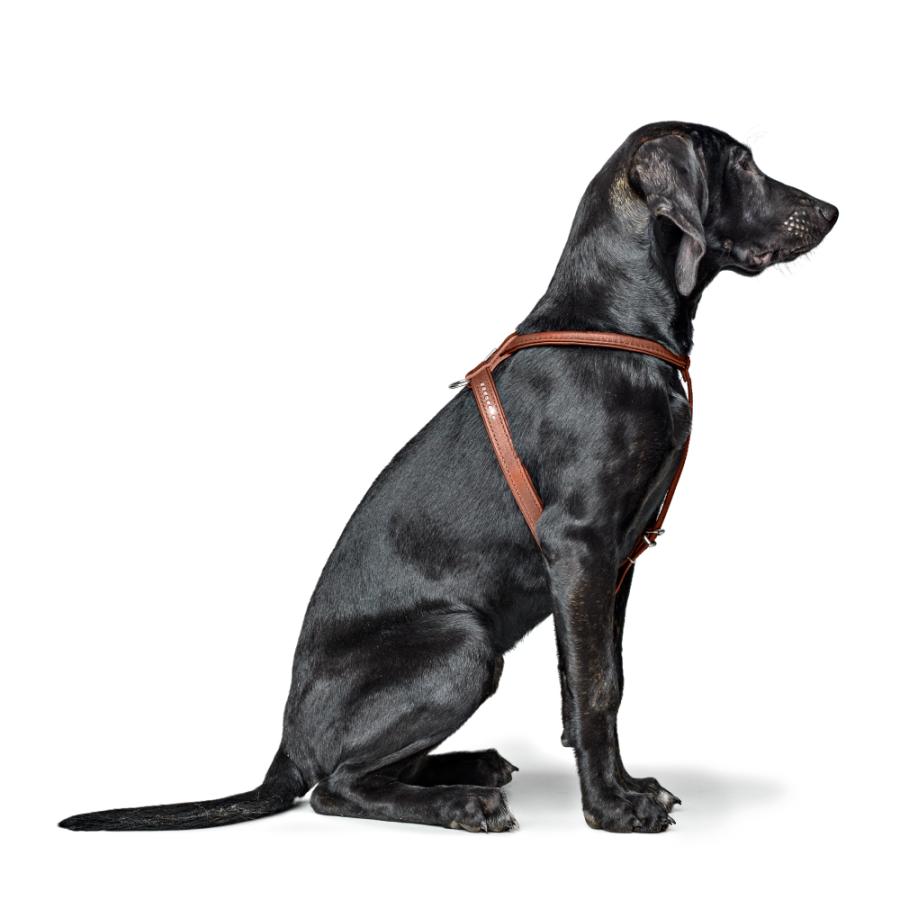 ハンター 犬用 ハーネス カナディアン アップ ラウンド＆ソフト 45-51/S/2 小型犬 本革 ドイツ製_7