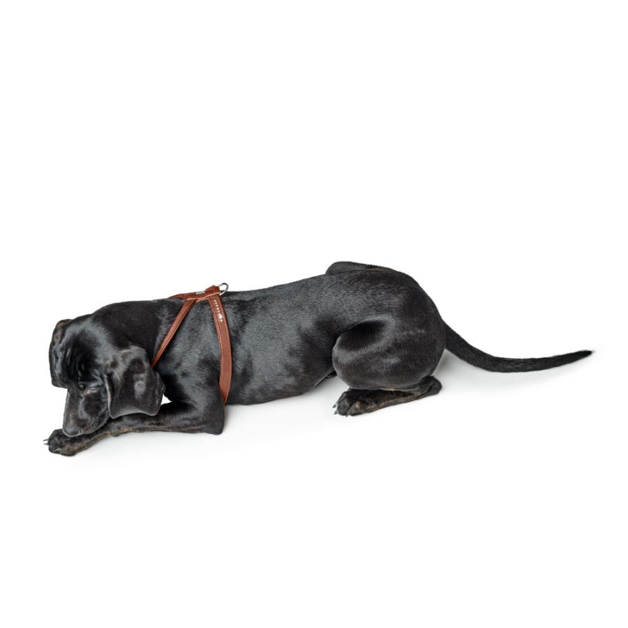 ハンター 犬用 ハーネス カナディアン アップ ラウンド＆ソフト 45-51/S/2 小型犬 本革 ドイツ製_8