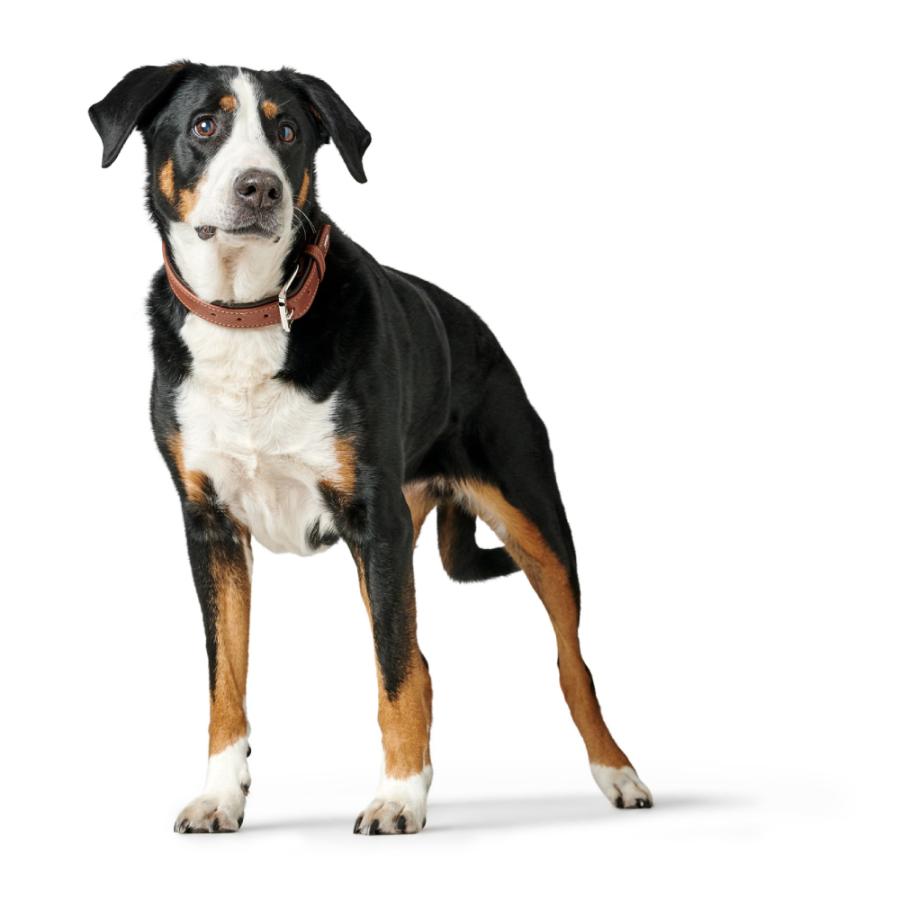 ハンター 犬用 首輪 カナディアン アップ 55/M 中型犬 大型犬 本革 ドイツ製