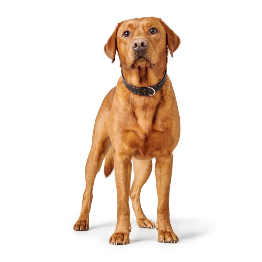 ハンター 犬用 首輪 カナディアン アップ 55/M 中型犬 大型犬 本革 ドイツ製