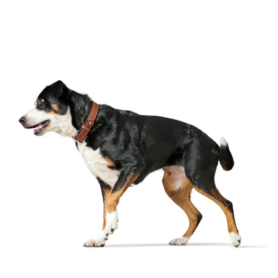 ハンター 犬用 首輪 カナディアン アップ 55/M 中型犬 大型犬 本革 ドイツ製