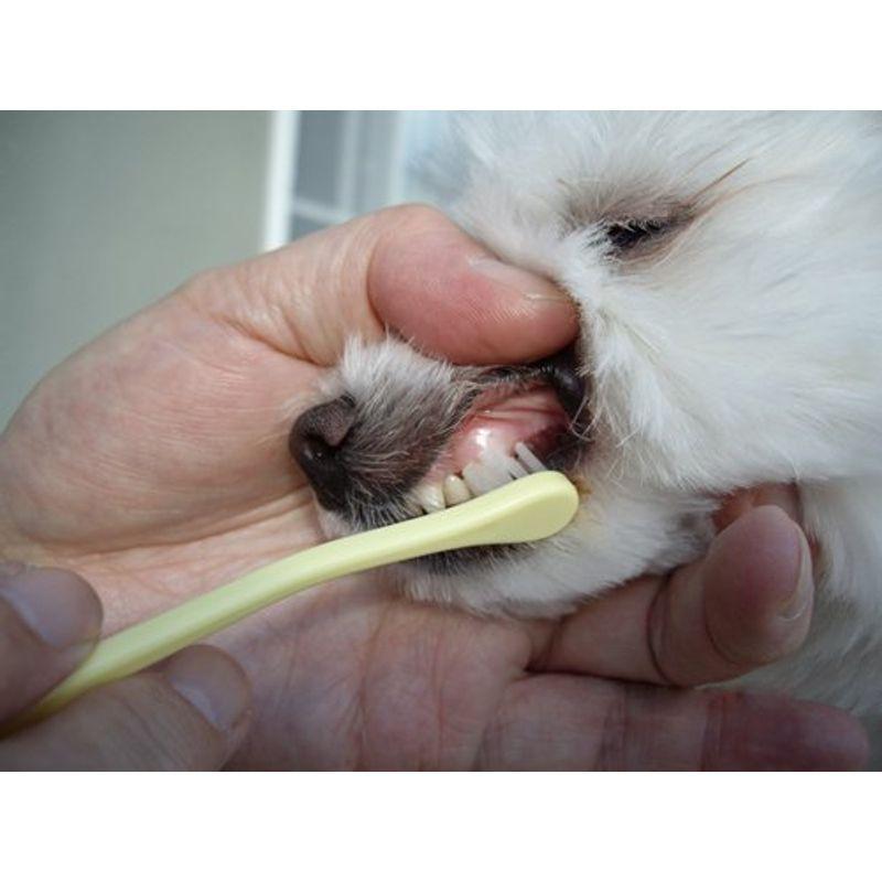 交換無料! マインドアップ 犬口ケア歯ブラシ スモール kg-rheinflotte.de 交換無料! マインドアップ 犬口ケア歯ブラシ スモール kg-rheinflotte.de