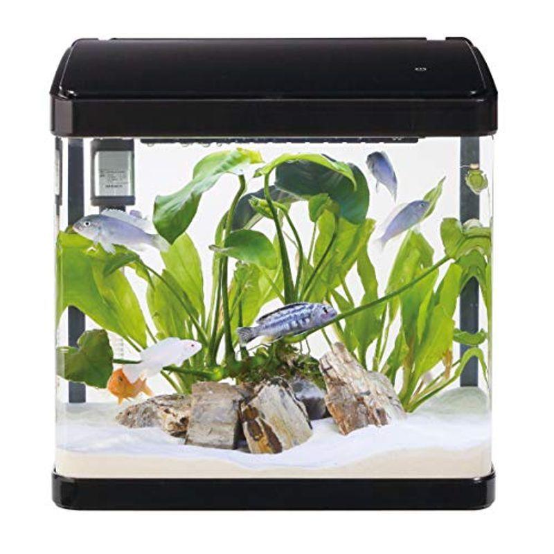 人気急上昇 寿工芸デビューn325 水槽 Aefe Ien Madagascar Mg