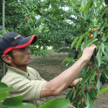 さくらんぼ  佐藤錦  600g お買得用  秀・優品M・Lサイズ混合【2箱同梱で送料無料！(※沖縄県は2箱同梱の場合も別途送料800円がかかります)】【クール便配達】 |  | 04