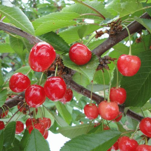 さくらんぼ  佐藤錦  600g お買得用  秀・優品M・Lサイズ混合【2箱同梱で送料無料！(※沖縄県は2箱同梱の場合も別途送料800円がかかります)】【クール便配達】 |  | 05