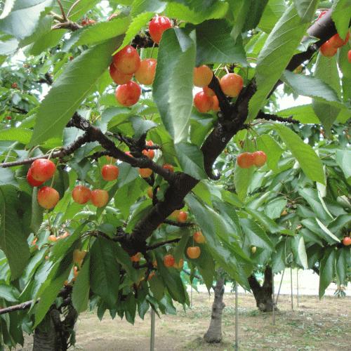 さくらんぼ  佐藤錦  600g お買得用  秀・優品M・Lサイズ混合【2箱同梱で送料無料！(※沖縄県は2箱同梱の場合も別途送料800円がかかります)】【クール便配達】 |  | 06