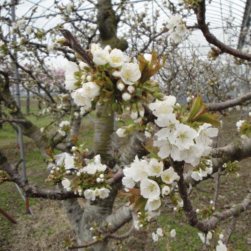 さくらんぼ  佐藤錦  600g お買得用  秀・優品M・Lサイズ混合【2箱同梱で送料無料！(※沖縄県は2箱同梱の場合も別途送料800円がかかります)】【クール便配達】 |  | 07
