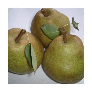 【山形の旬】晩秋フルーツセット（洋梨・庄内柿・りんご）２ｋｇ満杯詰め【※但し、沖縄県・離島へのお届けの場合は、別途送料が500円かかります)】 |  | 02