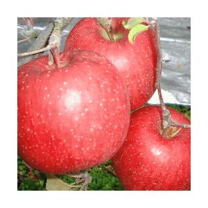 【山形の旬】晩秋フルーツセット（洋梨・庄内柿・りんご）２ｋｇ満杯詰め【※但し、沖縄県・離島へのお届けの場合は、別途送料が500円かかります)】 |  | 03