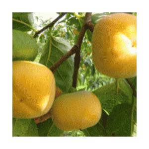 【山形の旬】晩秋フルーツセット（洋梨・庄内柿・りんご）２ｋｇ満杯詰め【※但し、沖縄県・離島へのお届けの場合は、別途送料が500円かかります)】 |  | 04