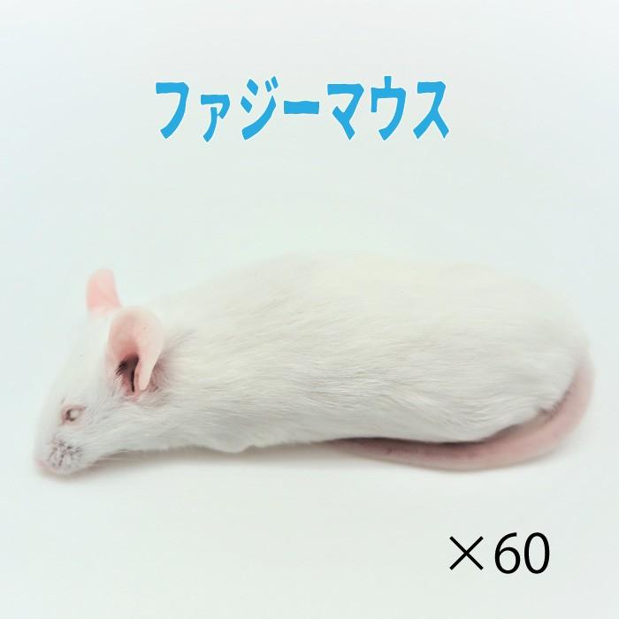 100 本物保証 冷凍ファジーマウス 60匹 約5 5ｃｍ 匹 冷凍マウス ホワイトマウス 冷凍餌 エサ 猛禽類 爬虫類 両生類 大型魚の肉食ペット用 クール便発送 国際ブランド Www Muslimaidusa Org